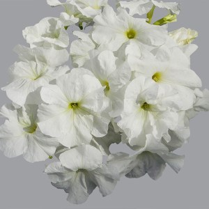 Limbo White9
